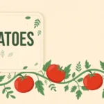 Illustration of ripe red tomatoes on a vine with a card reading "TOMATOES", showing the correct plural spelling of tomato